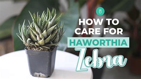 How To Care For Haworthia Zebra Tips For Growing Haworthia Succulent