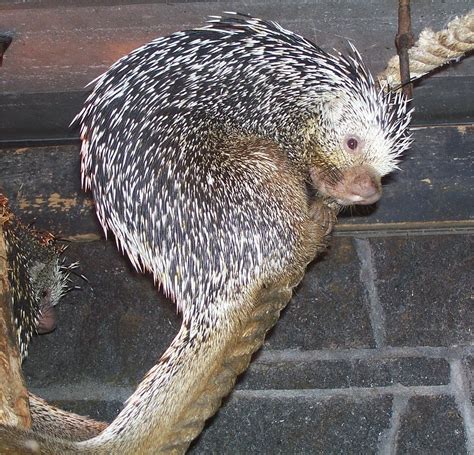 Coendou Prehensilis Prehensile Tailed Porcupine An Flickr