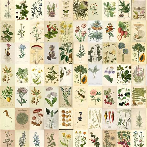 220 Pcs Vintage Poster Wall Collage Kit Botanical Etsy