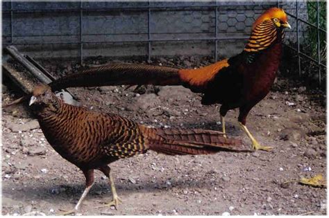 Ornamental Pheasants Rare Pheasant Chicks Cackle Hatchery