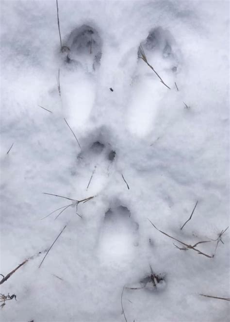 Snowshoe Hare Tracks