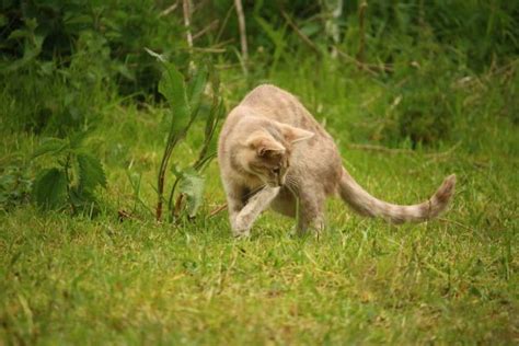 Free Images Wilderness Prairie Wildlife Kitten Coyote Fauna