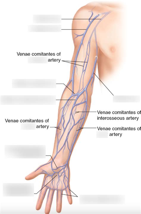 Upper Extremity Venous Labeling Diagram Quizlet