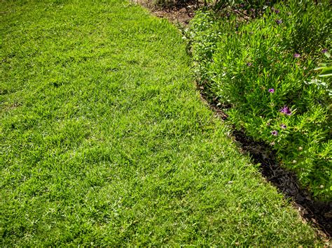 Purple Flower Weed In St Augustine Grass Ivy Boland