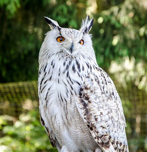 White Horned Owl Stock Photos Pictures And Royalty Free Images Istock