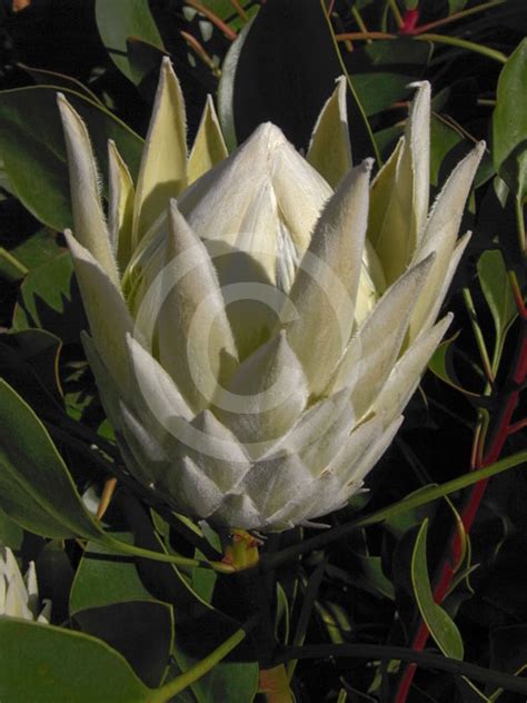 Protea Cynaroides King White White King Protea Information And Photos