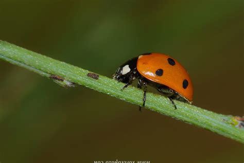 La Coccinelle Un Insecte Surprenant Et Trs Utile