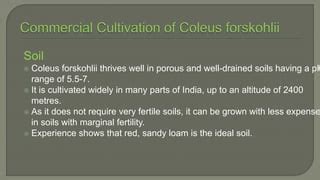 Coleus forskohlii Medicinal plant | PPT