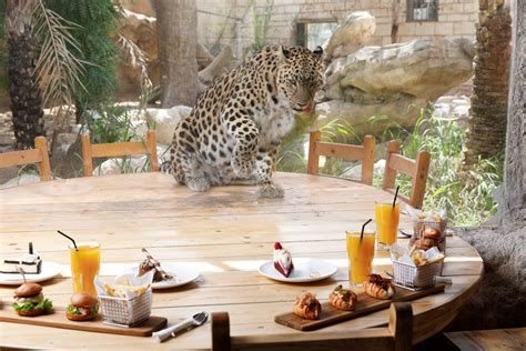 Experience A Wildlife Staycation At Emirates Park Zoo - Abu Dhabi Talking