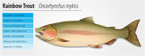 Rainbow Trout - Oncorhynchus mykiss 294436 Vector Art at Vecteezy