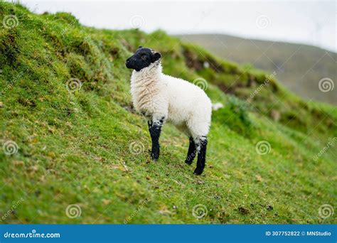 Sheep Marked With Colorful Dye Grazing In Green Pastures Adult Sheep