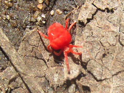 Trombidiidae - BugGuide.Net