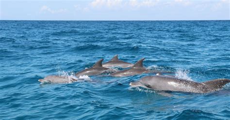 Excursion à Zanzibar pour observer les dauphins et faire de la plongée