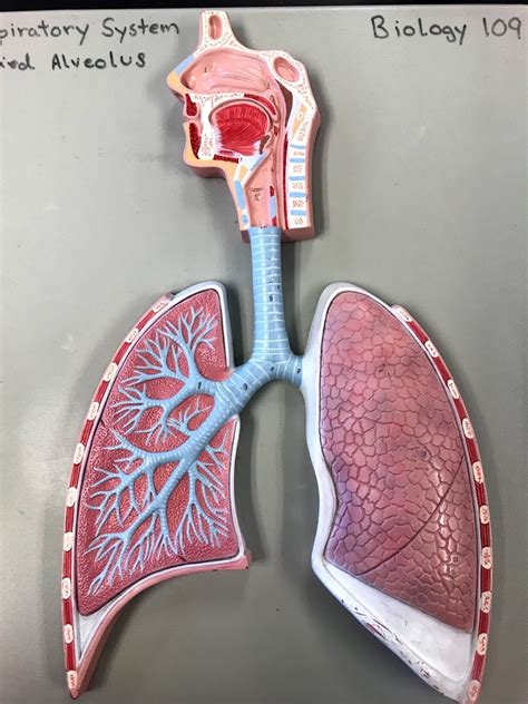 Lower Respiratory Tract 2 Diagram Quizlet