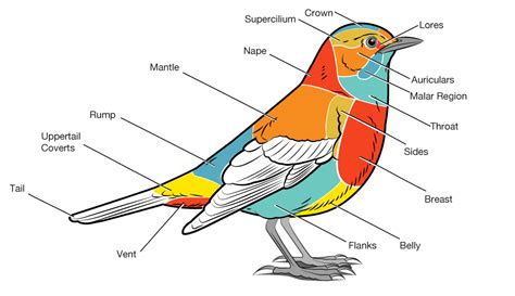 Basic Parts Of A Bird Bird Academy • The Cornell Lab