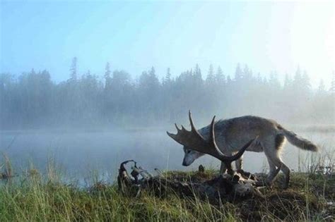 Wolf with Caribou - Keweenaw Report