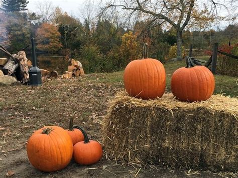 Best Hicksville Area Pumpkin Patches 2020 Hicksville Ny Patch