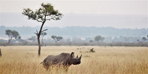 Luxury Tent Camp Photo Safari of East Africa | Luxe Beat Magazine