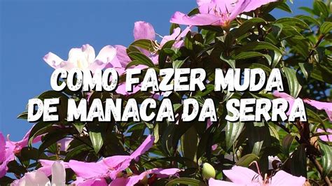 Como Fazer Muda De Manac Da Serra Youtube