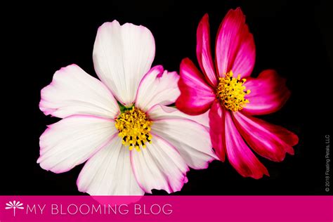 Flower Color Guide | Floating Petals Blooming Blog