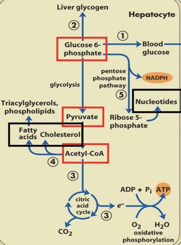 L12 Regaluation Of Carbohydrate And Lipid Metabolism Flashcards Quizlet