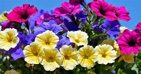 13 Expert Steps To Grow Care For Stunning Petunias In Your Garden