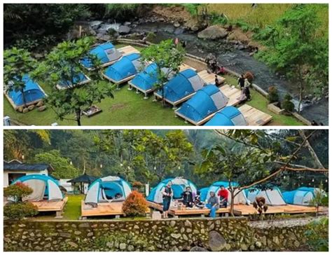 Suasana Asri Muara Jambu Spot Camping Seru Di Dekat Sawah Hijau