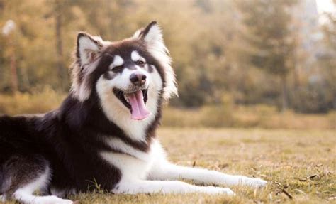 世界名犬——阿拉斯加雪橇犬（alaskan Malamute）