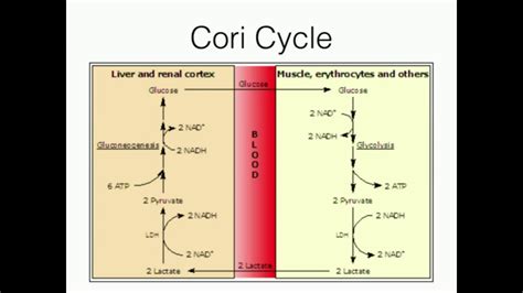 Cori Cycle Process Diagram Cori Cycle