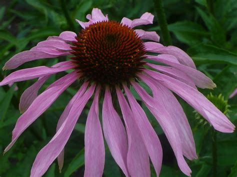 Echinacea and Varieties of Cone Flower – Gardeners Tips