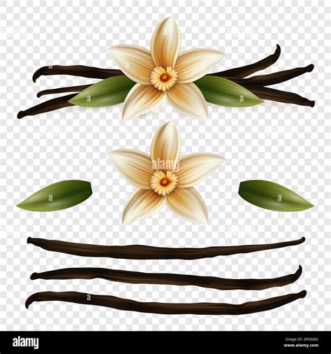 Vector D Realistic Sweet Scented Fresh Vanilla Flower With Dried Seed