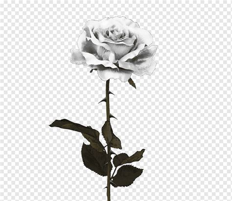 Schwarze Rose weiße Rosen Schwarz und weiß schwarze Rose Farbe png