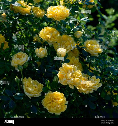 Rosa Foetida `persiana Persian Yellow Rose Specie Rsp037880