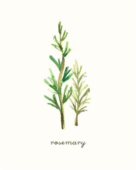 Rosemary Herb Botanical Print Herb Watercolor Painting Kitchen Print