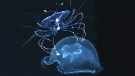 Top 10 Creepy Deep Sea Creatures Recently Discovered Video