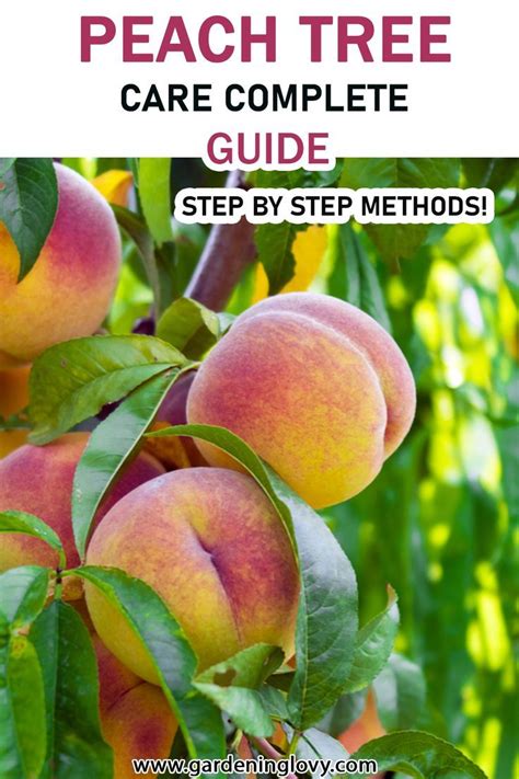 Peach Tree Care Complete Guide Peach Tree Care Tree Care Peach Trees