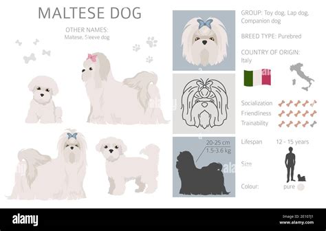 Maltese Dog Cartoon Illustration Hi Res Stock Photography And Images