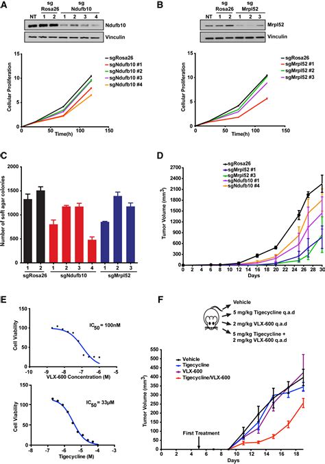 A Role For Mitochondrial Translation In Promotion Of Viability In K Ras