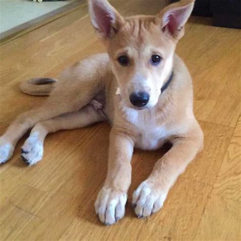 Canaan Dog Breed Information Pictures Characteristics And Facts Dogtime