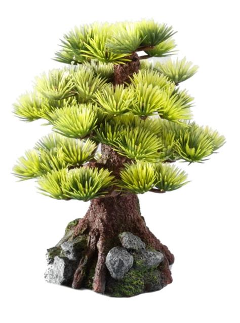 D Cor Aquadella Bonsai H Cm Gamm Vert