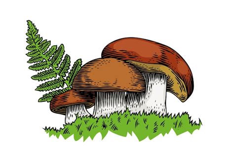 Premium Vector Three Mushrooms With Fern On The Grass