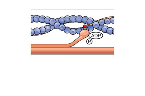 Sliding Filament Theory - Biology: AQA A Level