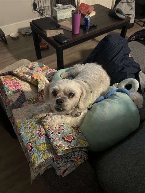 Updates and owner's reaction : r/RoverPetSitting