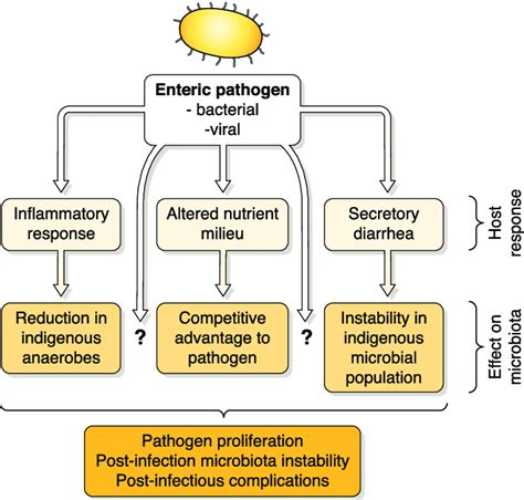 Pathogen Host Microbiota Interactions And Outcome Of Infection Enteric