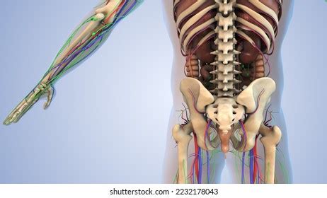 Internal Organs Human Body 3d Illustration Stock Illustration ...