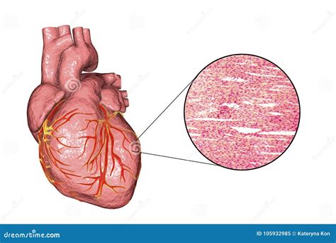 Heart Muscle Structure Stock Illustration Illustration Of Organ