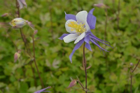 Aquilegia Hybride Blue Star Kwekerij De Boever