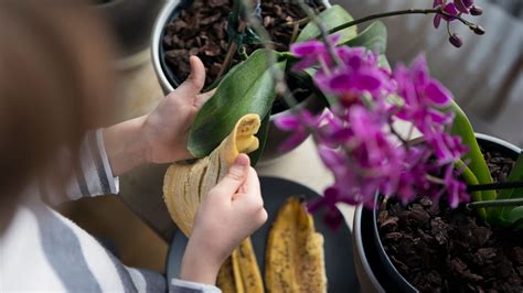 Les 3 Bienfaits De La Peau De Banane Pour Vos Plantes