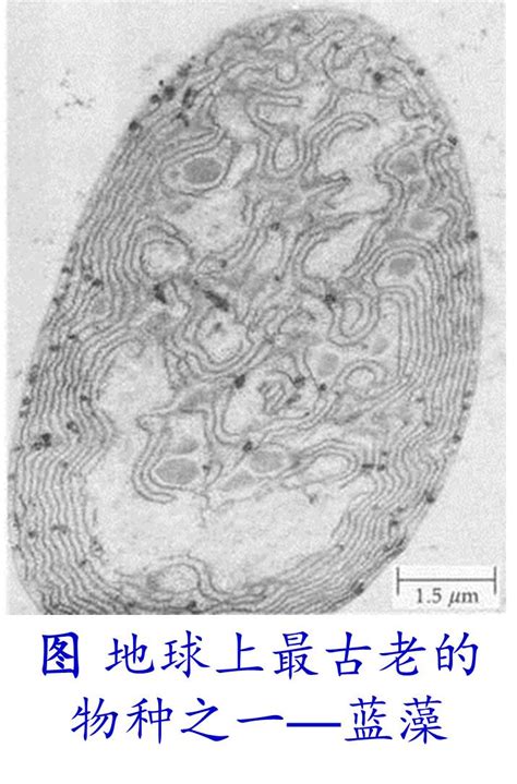 科学网—环境微生物之蓝细菌 王从彦的博文