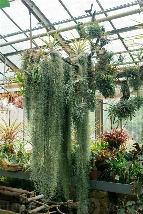 epiphytic spanish moss tillandsia usneoides in hanging flowerpot and